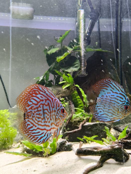 Vendo Aquário com Discus