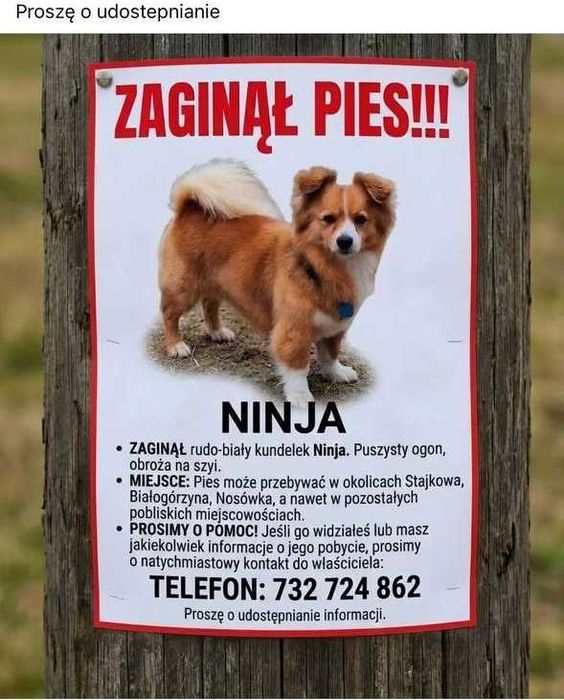 Zaginął pies! Rudo-biały, biała plamka na karku, puszysty ogon [nagroda]