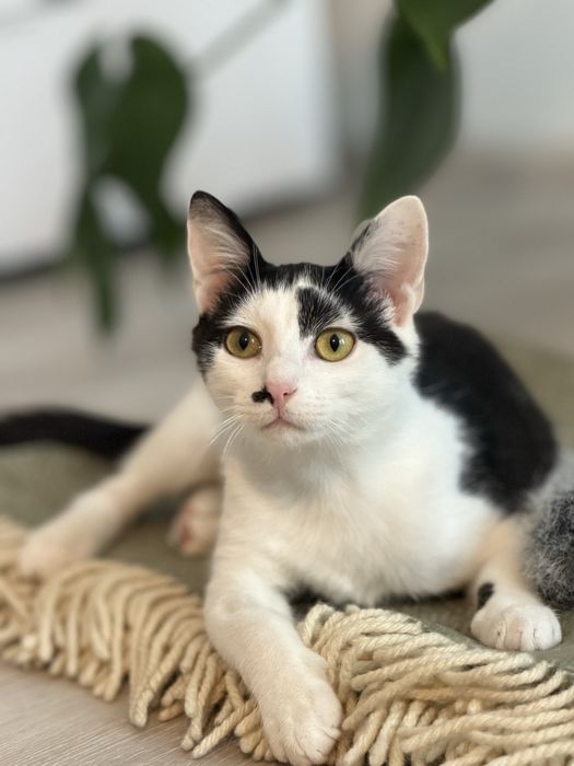 Котик Роман шукає домівку