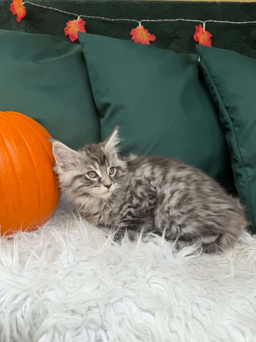 Maine Coon - kocurek