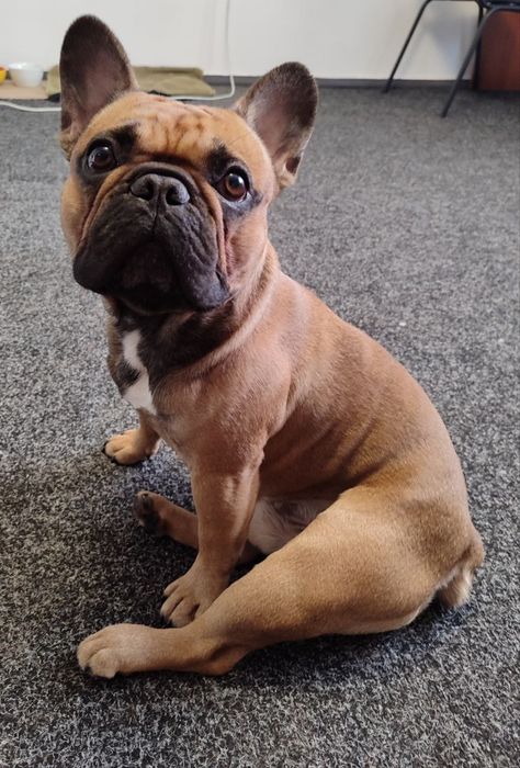 Французький бульдог шукає родину