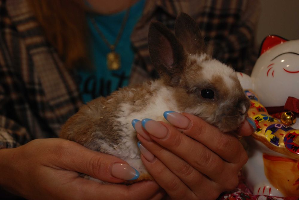 Кролик Рекс, кудрявый кролик, гипоаллергенный кролик
