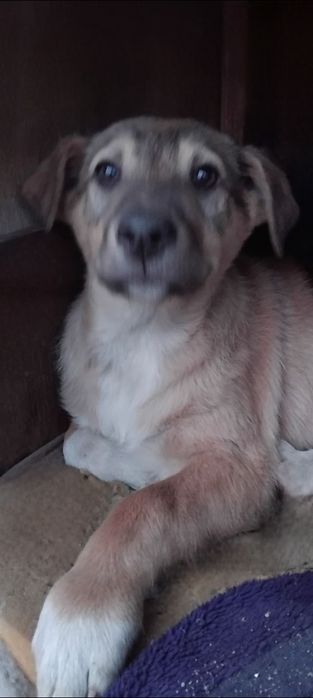 Отдам даром в добрые руки щенков