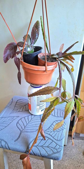 Рипсаліс волосоподібний і др.