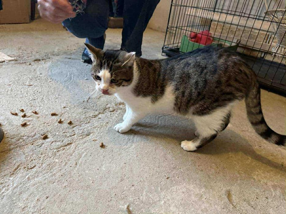 Laruś młody kocurek do adopcji