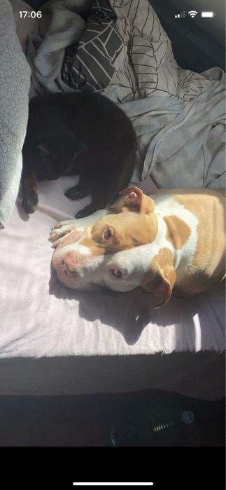 Amstaff (American Staffordshire Terrier) do adopcji.