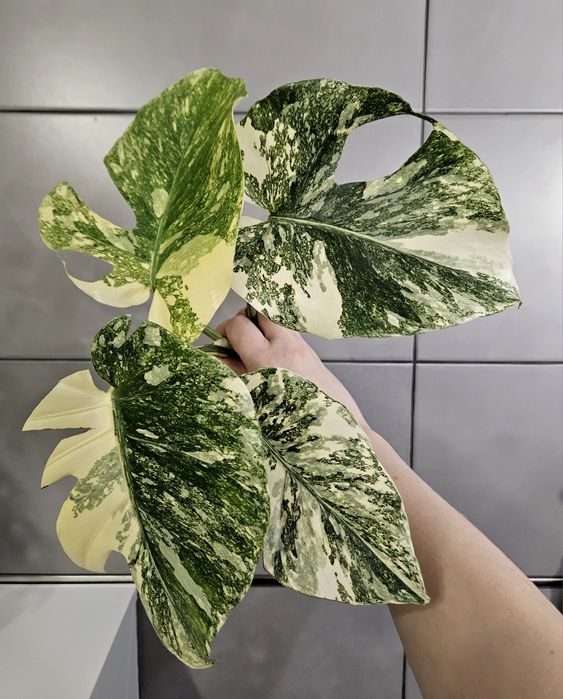 Monstera Noid Mutation ukorzeniony DÓŁ 3 stożki wzrostu