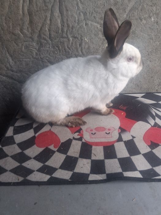 Samice kalifornijskie czarne