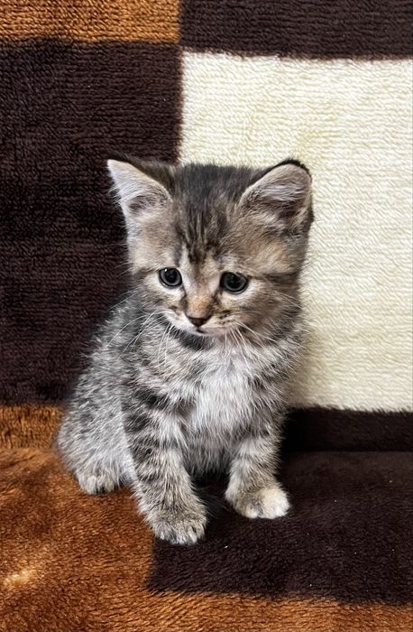 Кошенята в добрі руки