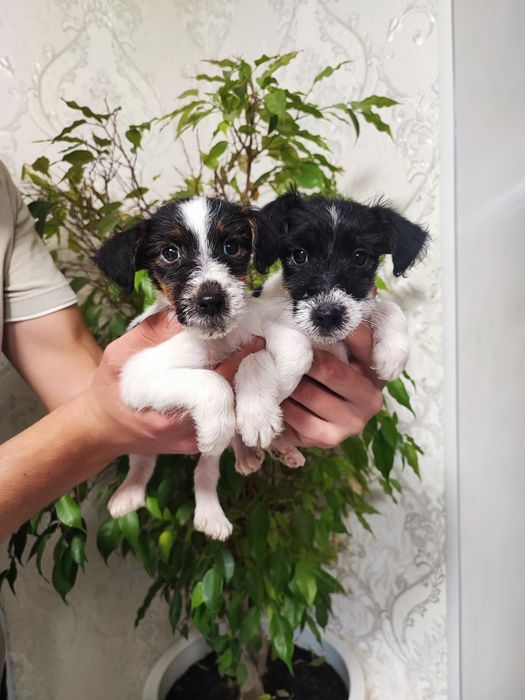 Мальчики Девочки Фокстерьеры