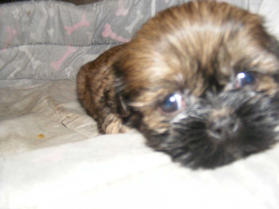 Piękna suczka, bardzo zabawna