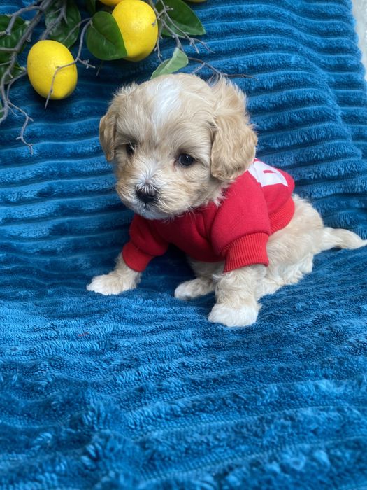 Бебі фейс красиві мальтипу