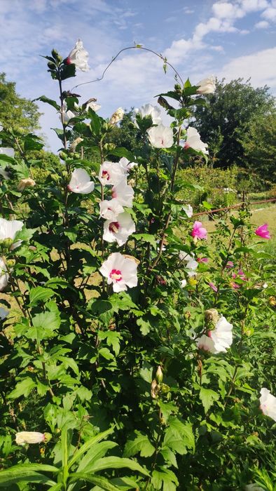 Гибискус  древовидный ( Сирийская роза)