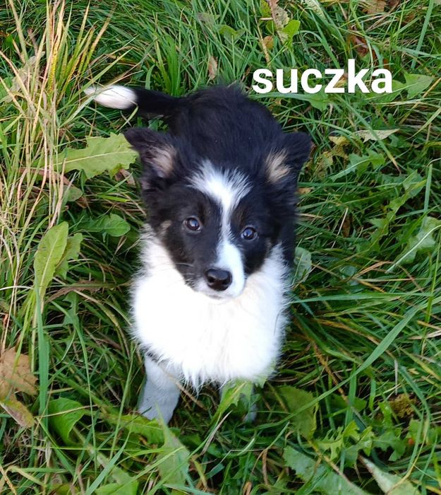 Border collie suczka