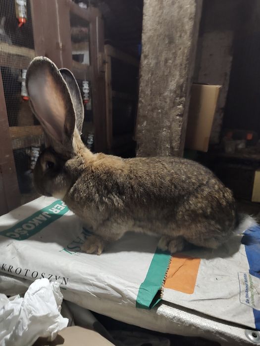 Olbrzym belgijski szary