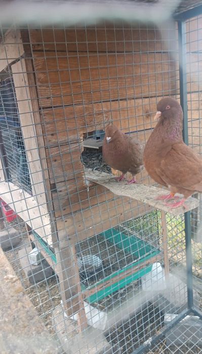 Gołębie kingi dobra klasa