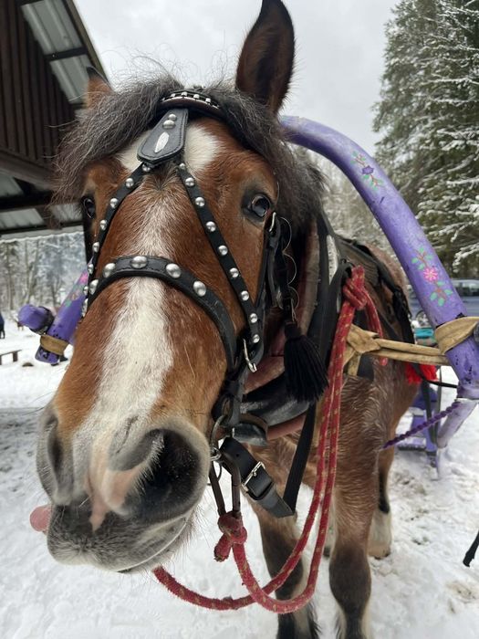 KULIGI ! OGNISKO ! zaprzeg konny !