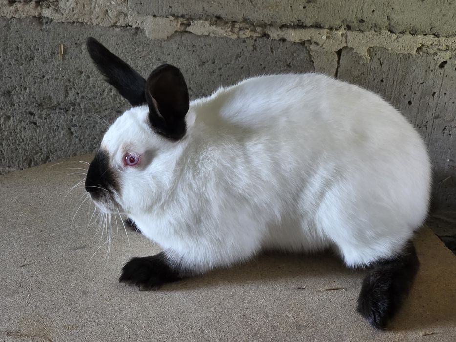 Króliki kalifornijskie