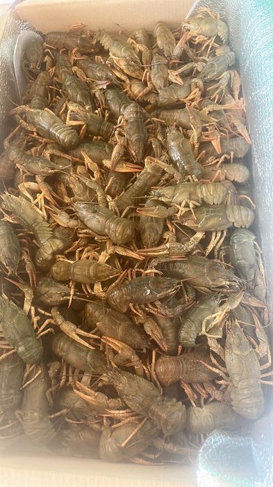 Живі раки оптом і в роздріб