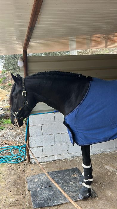 Vendo cavalos Lusitanos, éguas, poldros, poldras (Ler descrição)
