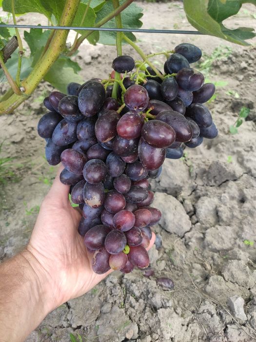 Саджанці винограду