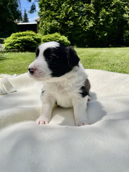 Border collie / szczeniak / rodowód / piesek