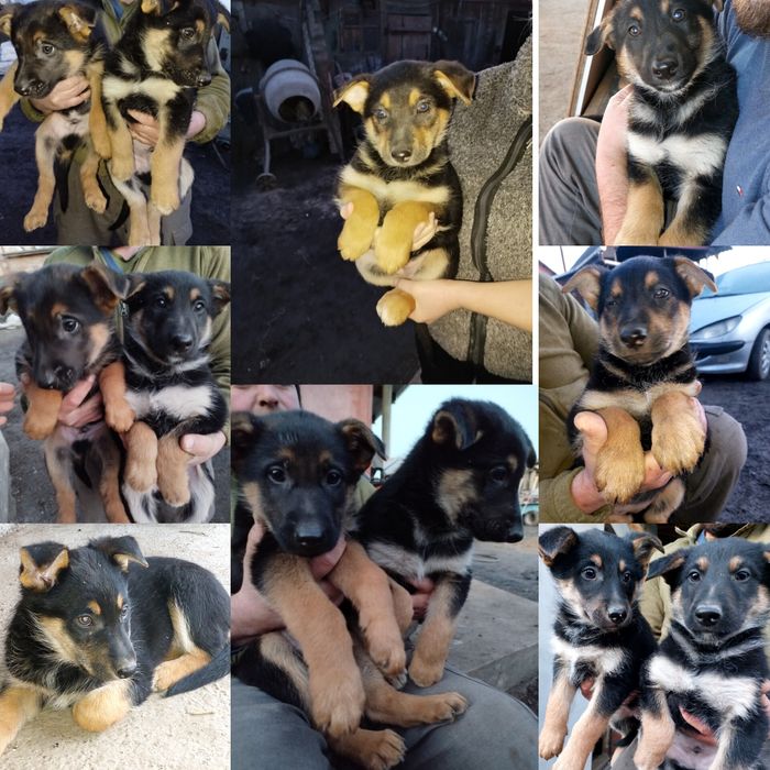 Продаєця цуценята, німецька вівчарка, залишились дівчатка