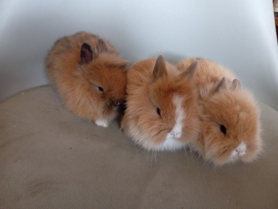 Sprzedam królika miniaturkę