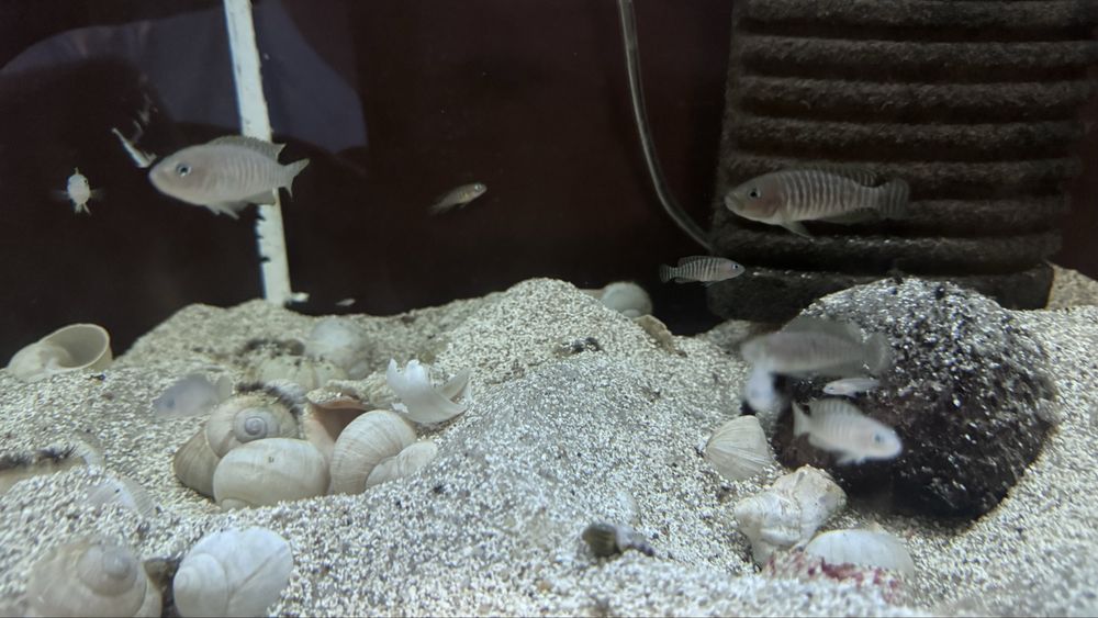 Muszlowiec wielopregi mlode i dorosle