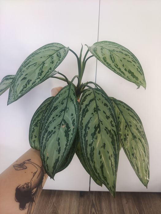 Aglaonema silver Queen