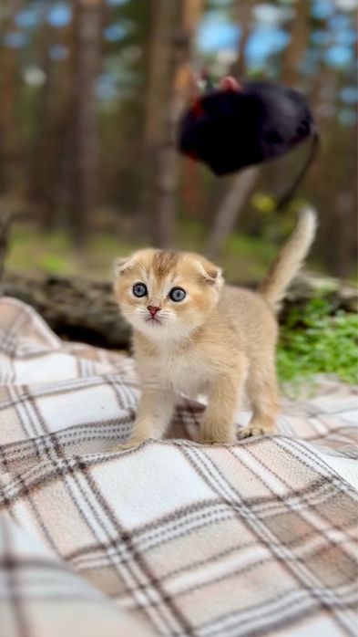Котики шотландські висловушки кошенятка золота шиншила породисті