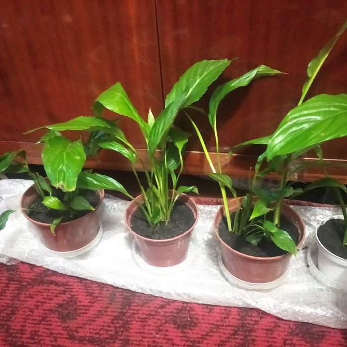 Жіноче щастя , женское счастье