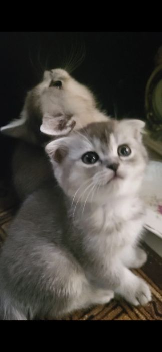 продам  породистих котят