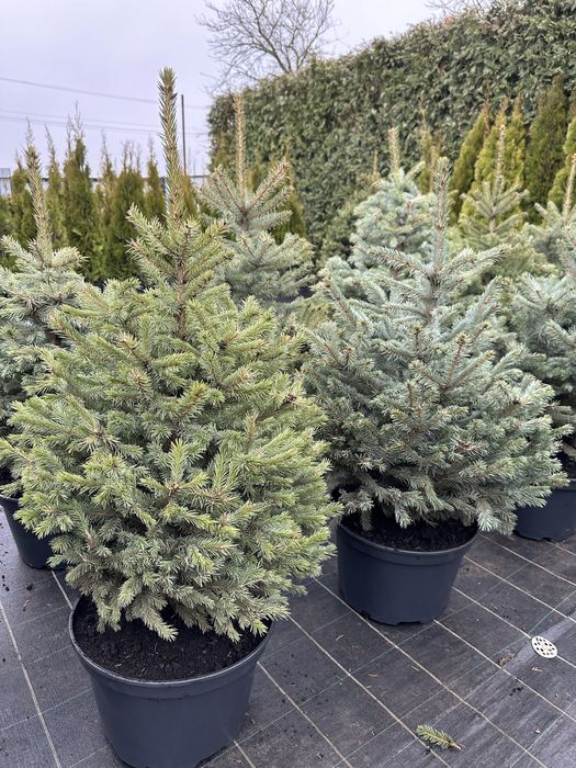 Ялинка, ялинка новорічна , ялинка Кейбаб, жива ялинка, йолка