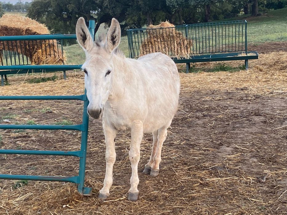 burros e burras dóceis