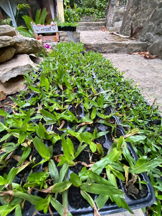 Relva Brasileira Natural de Alta Qualidade - Com Colocação/Entrega