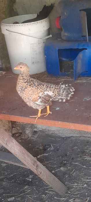 Aves do campo  bonitas