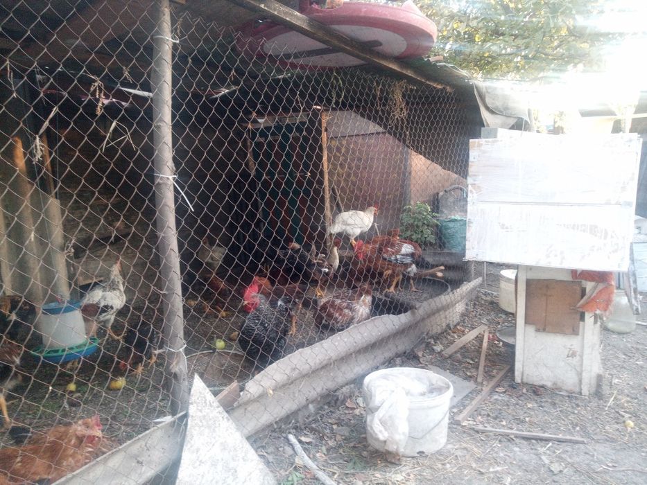 Продажа домашних петухов