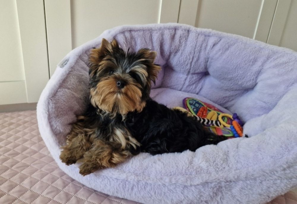 Yorkshire Terrier York FCI ZKwP