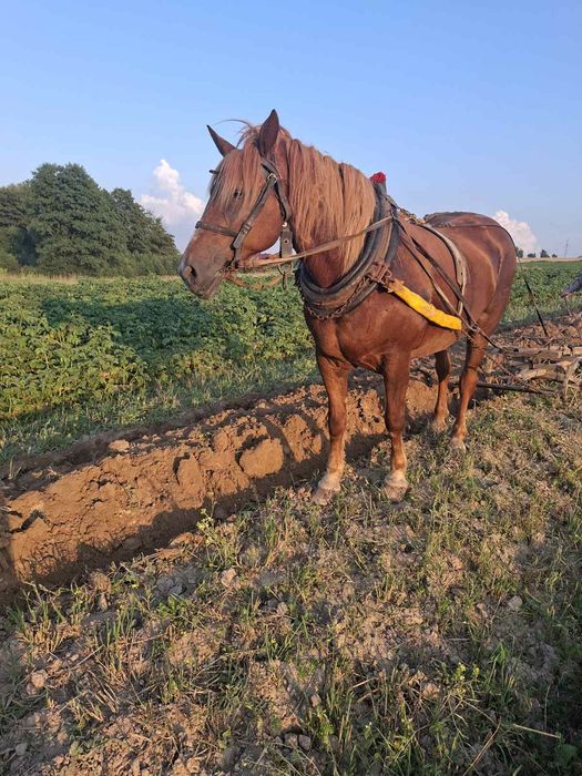 Продається кобила