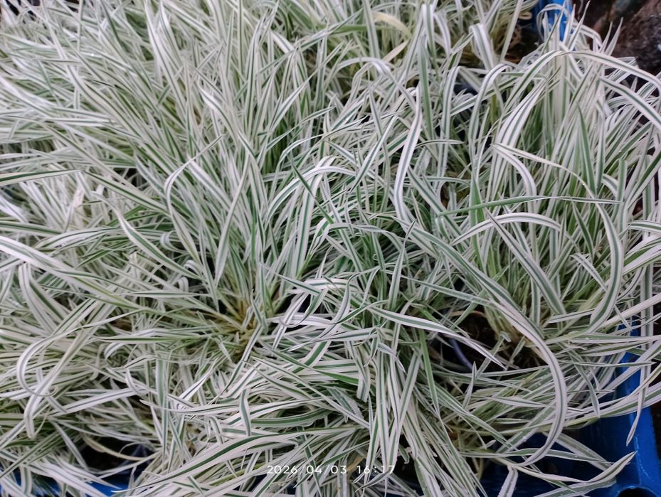 Діхондра, будра, ізолепіс, овсяніца та бухарник