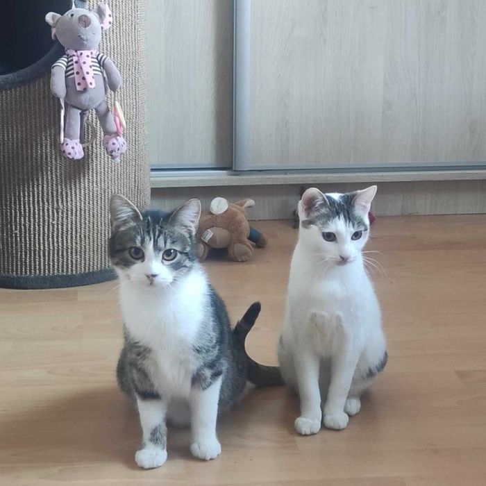 Koty na zimowe wieczory