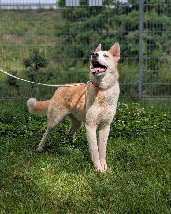 Mądry psiak Celion szuka swojej rodziny! Północniak do adopcji
