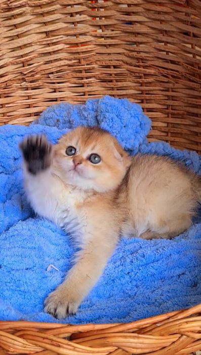 Идеальный ребёнок Девочка