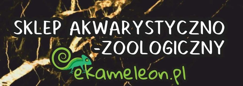 Gekon Lamparci gekony