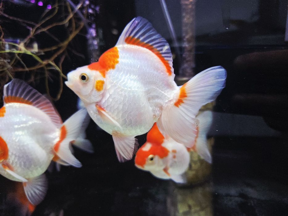 Welonka ryukin red and white broad tail (PROMOCJA)