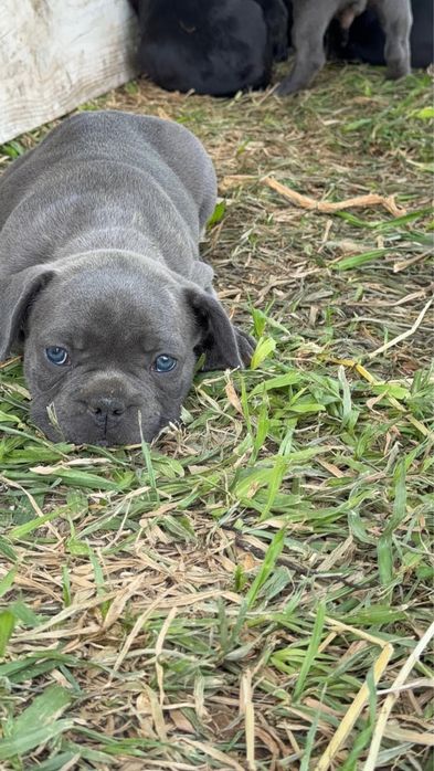 Vendo bulldog francês