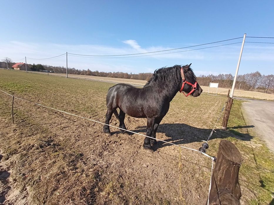 Ogier sztum 81pkt. zamiana/sprzedaż