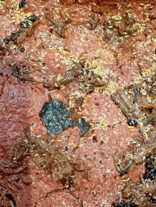 Żółte skoczogonki caratophysella yellow