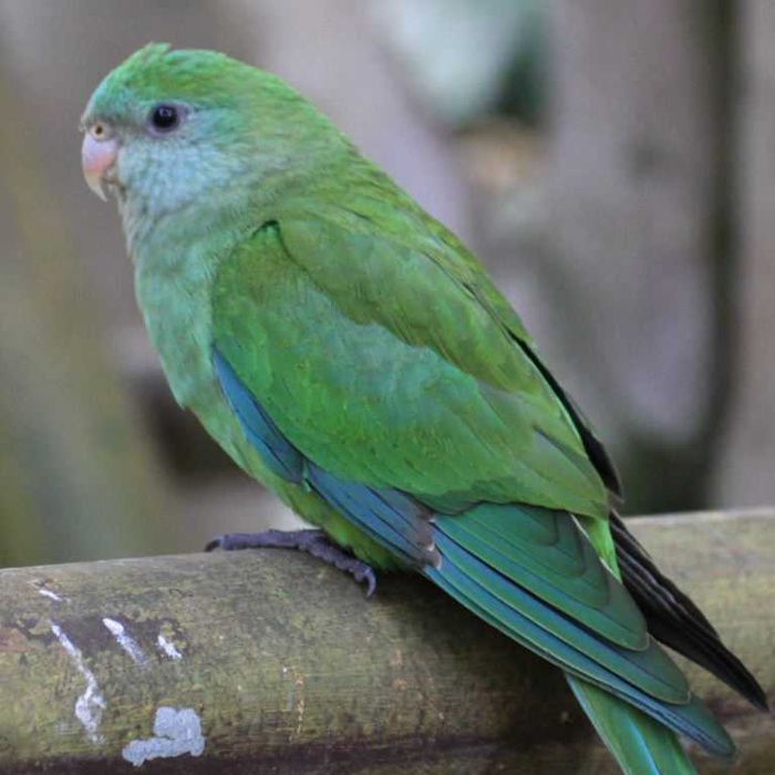 Papagaio barraband fêmea